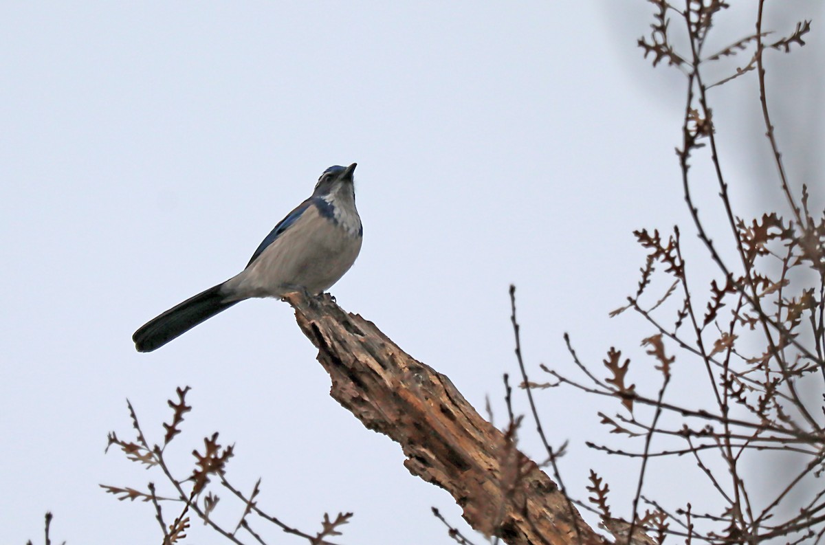 California Scrub-Jay - ML620217740