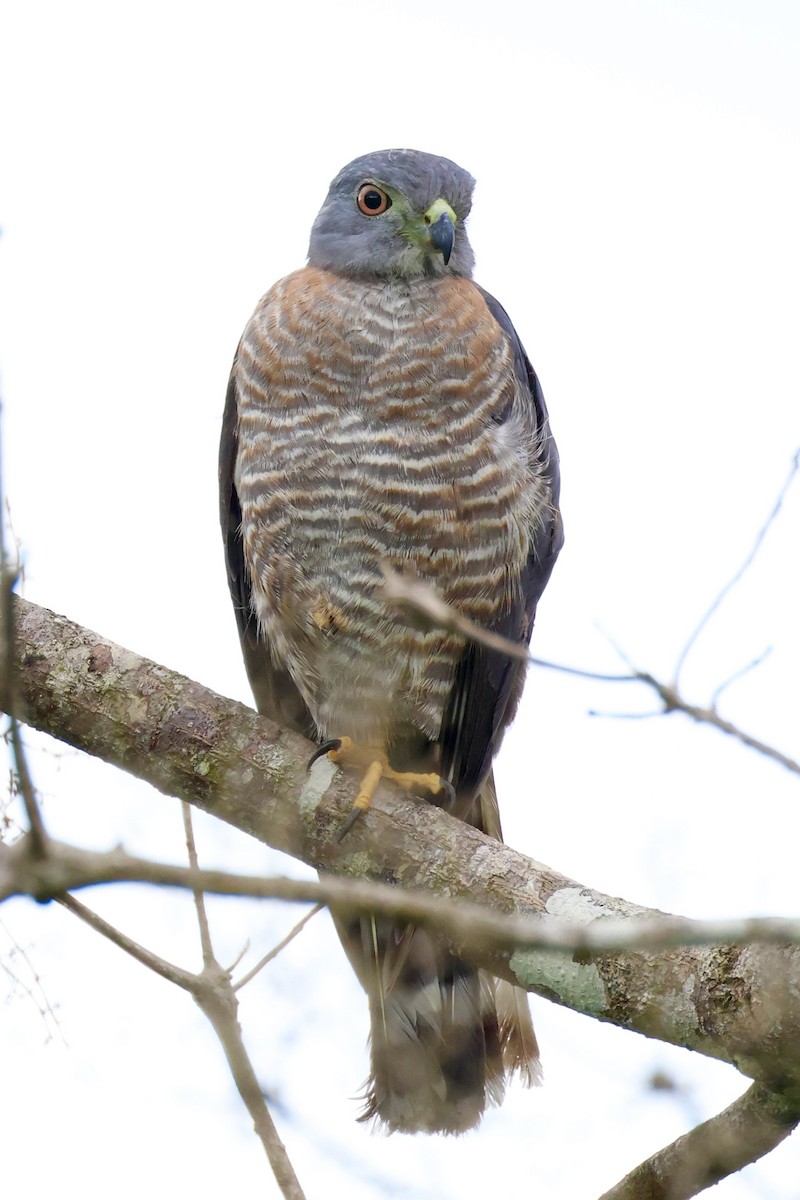 Roadside Hawk - ML620217756