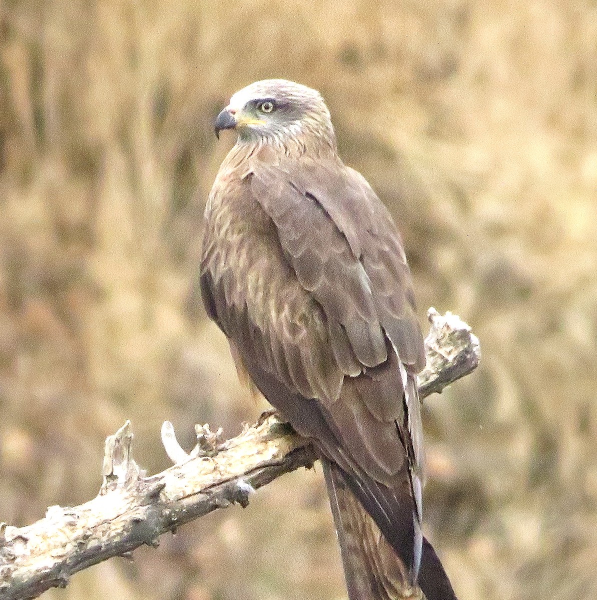 Black Kite - ML620217781