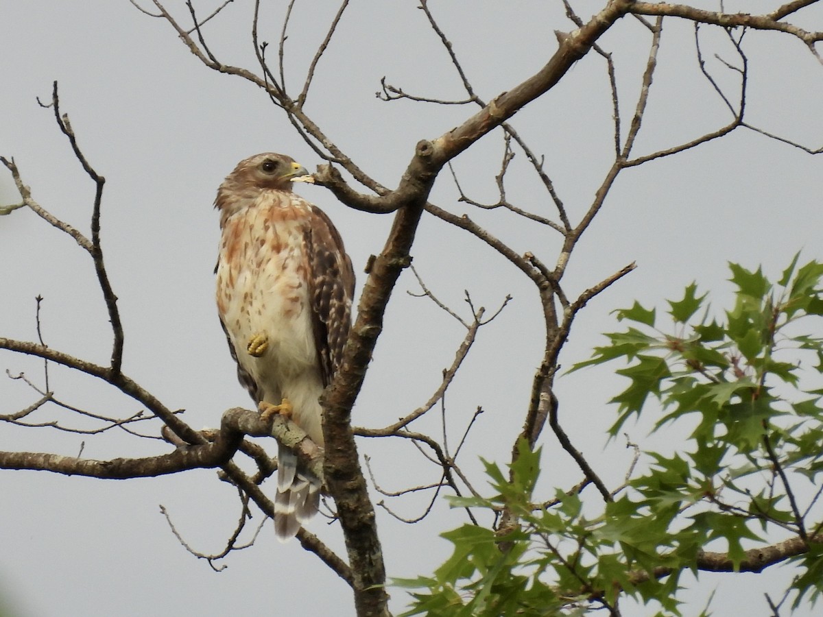 Red-shouldered Hawk (lineatus Group) - ML620217797