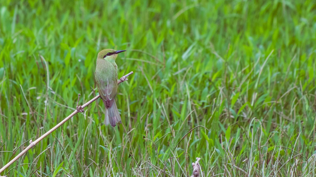 Asian Green Bee-eater - ML620217803