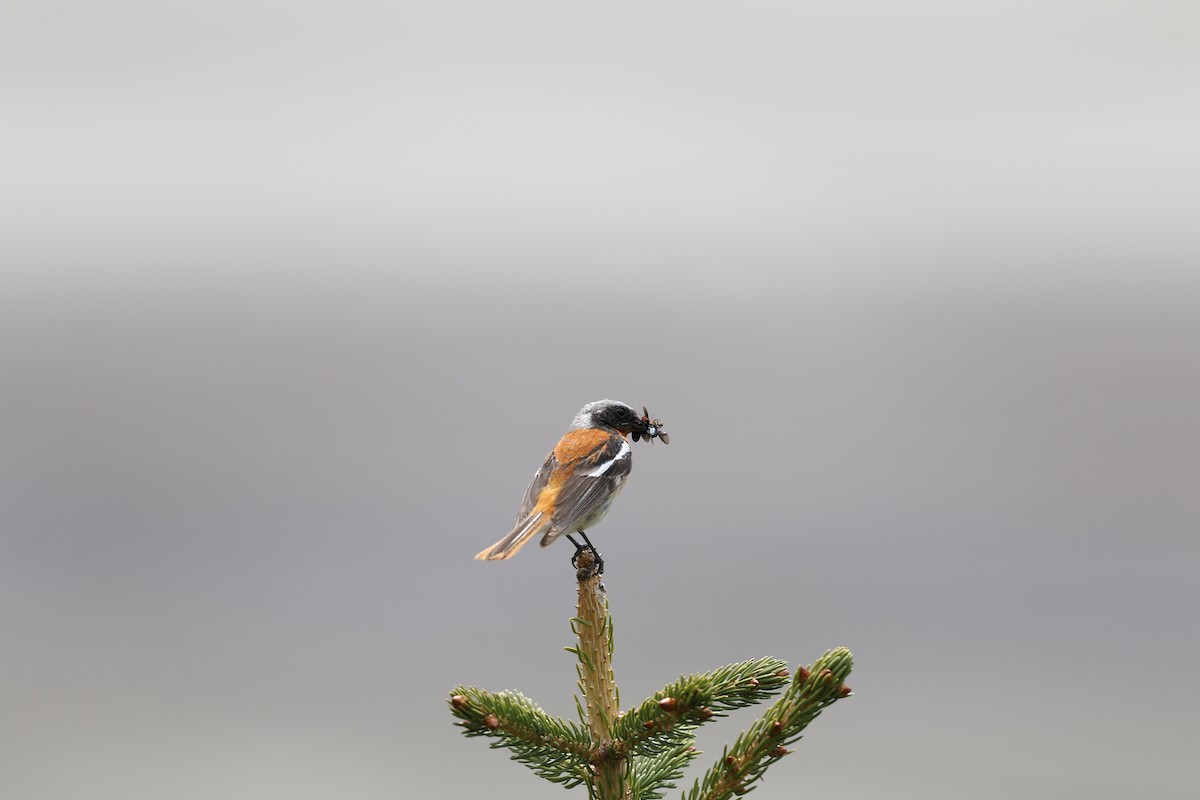 Rufous-backed Redstart - ML620217807