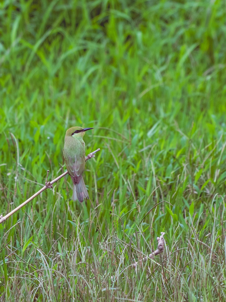 Asian Green Bee-eater - ML620217808