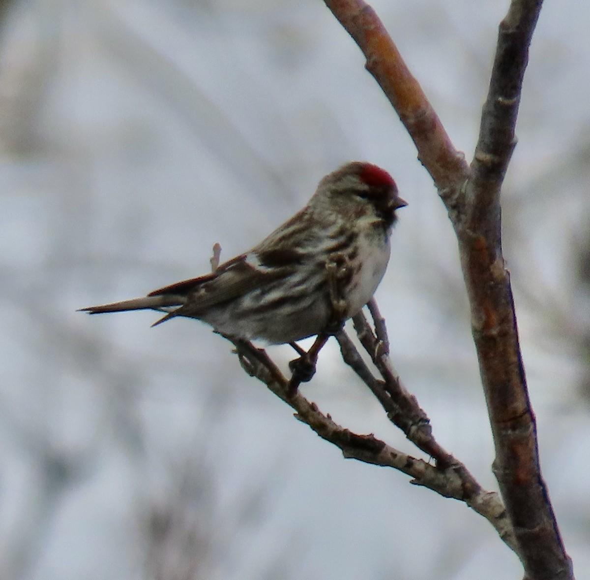 Common/Hoary Redpoll - Sally Bergquist