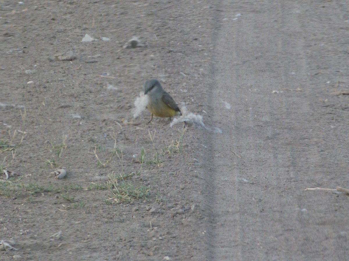 Western Kingbird - ML620217812