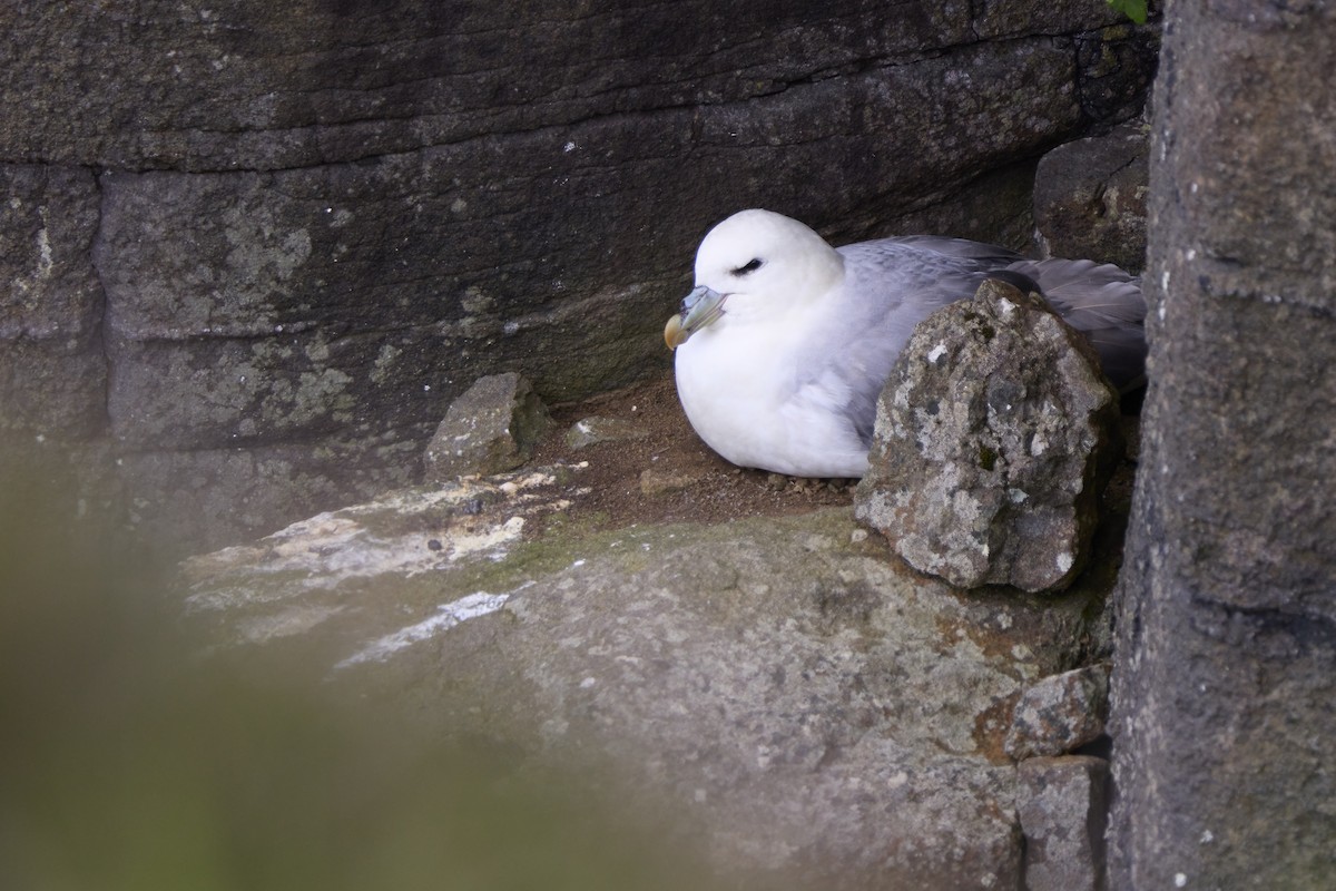 Northern Fulmar - ML620217824