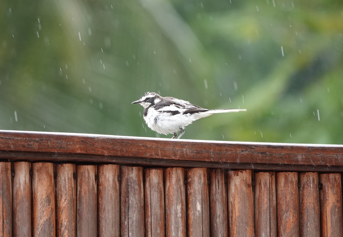 African Pied Wagtail - ML620217826