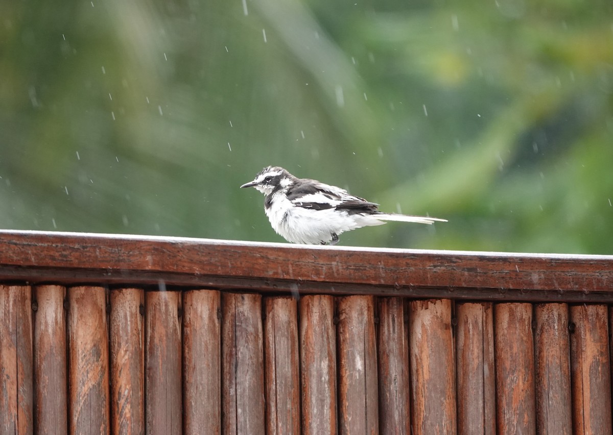 African Pied Wagtail - ML620217827