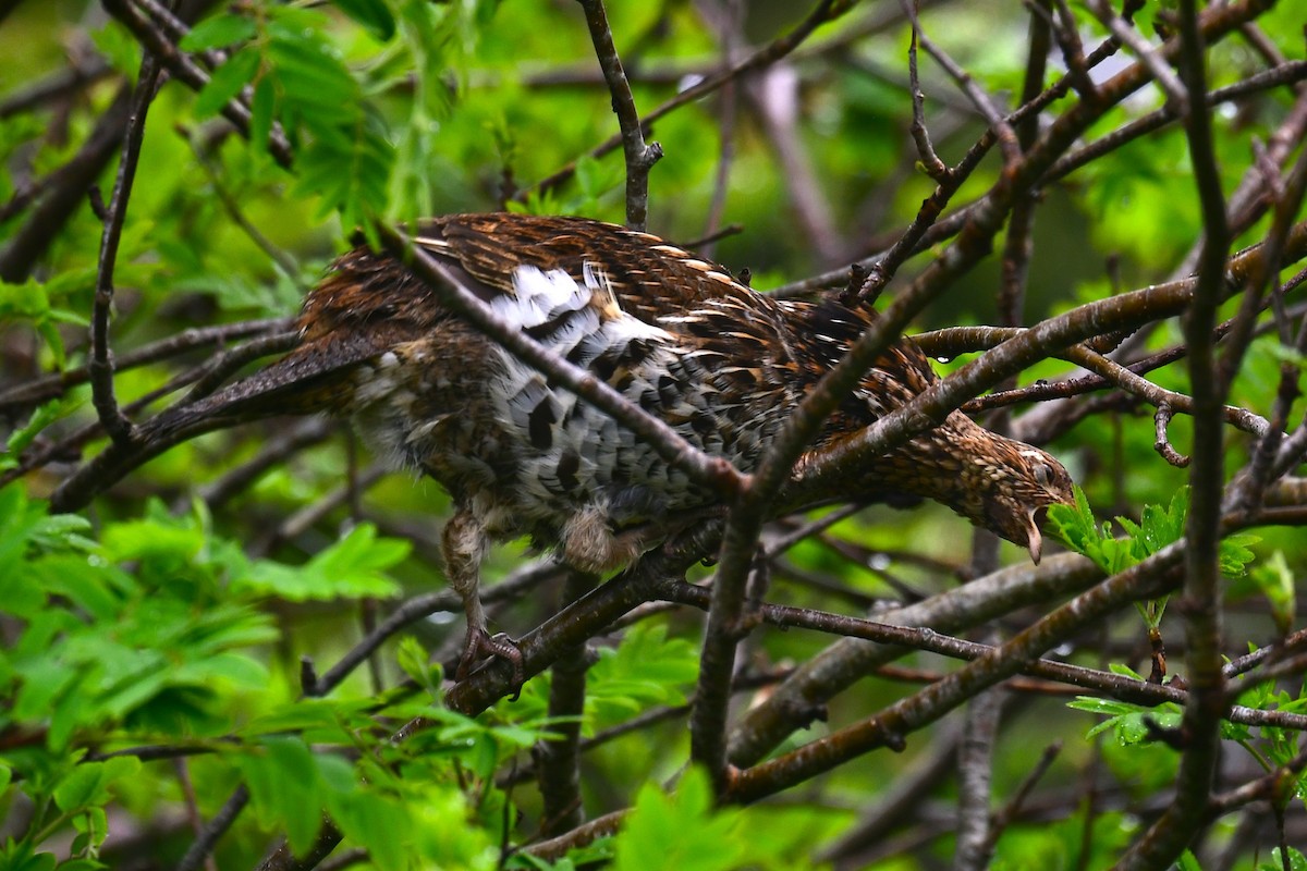 Ruffed Grouse - ML620217829