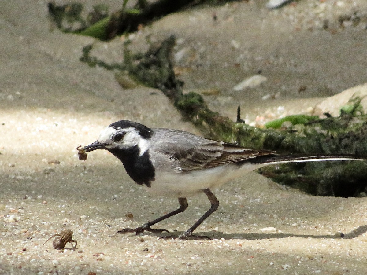 White Wagtail - ML620217834