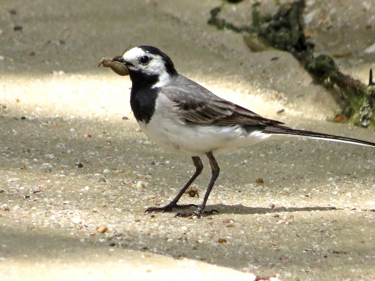 White Wagtail - Eduardo Blanco Vega