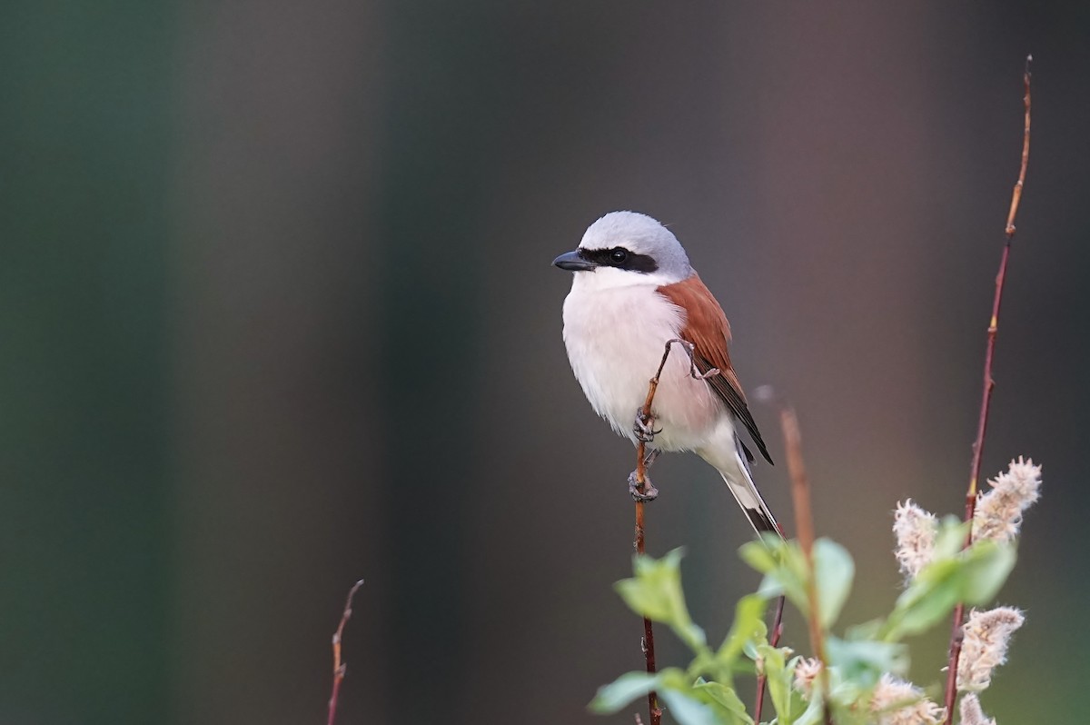 Red-backed Shrike - ML620217848