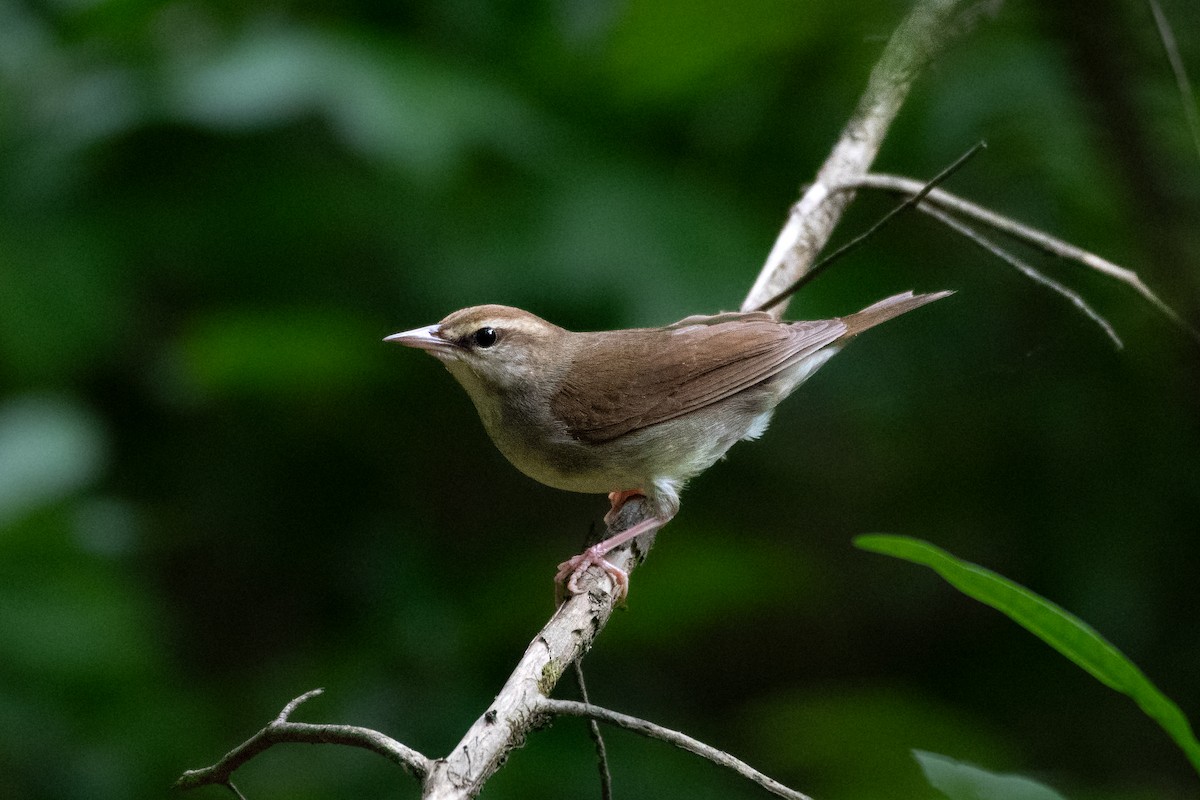 Swainson's Warbler - ML620217849