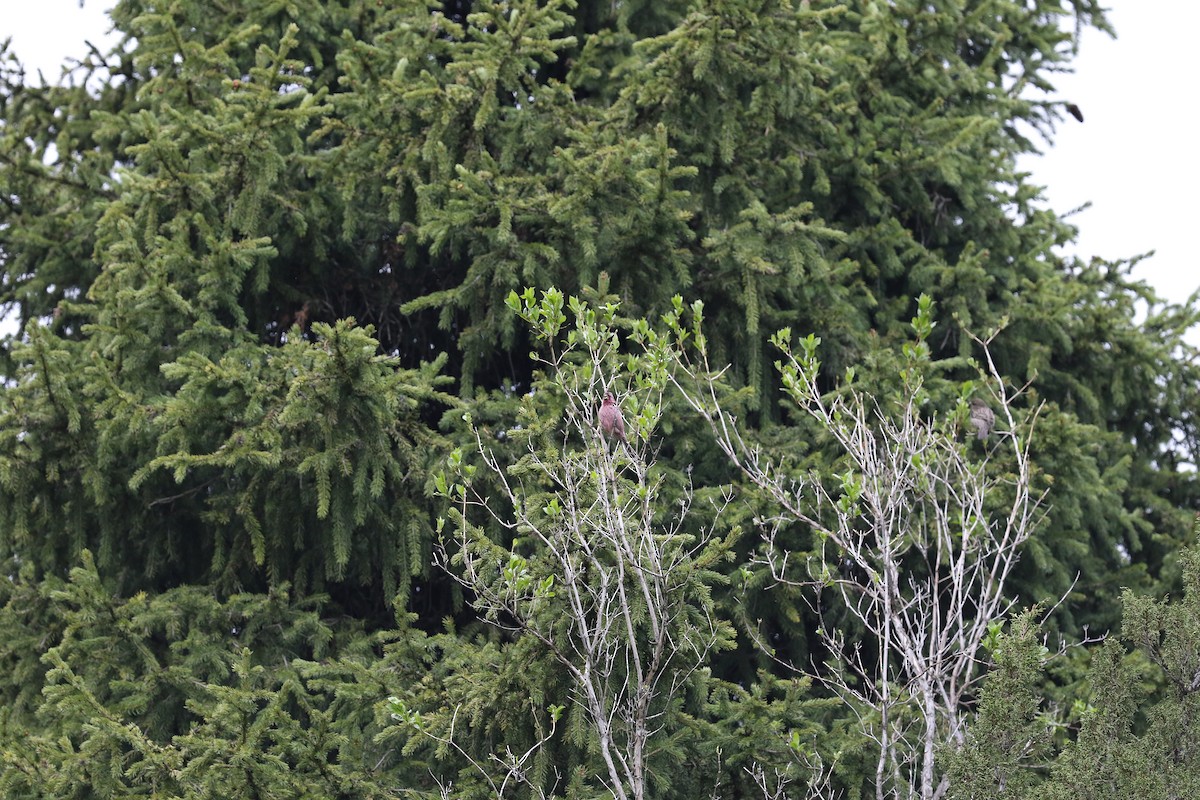 Red-mantled Rosefinch - ML620217859