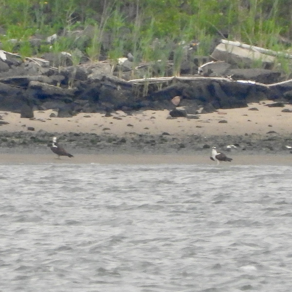 Águila Pescadora - ML620217866