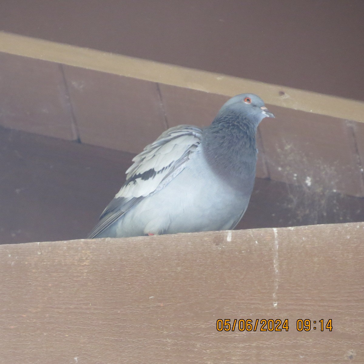 Rock Pigeon (Feral Pigeon) - ML620217916