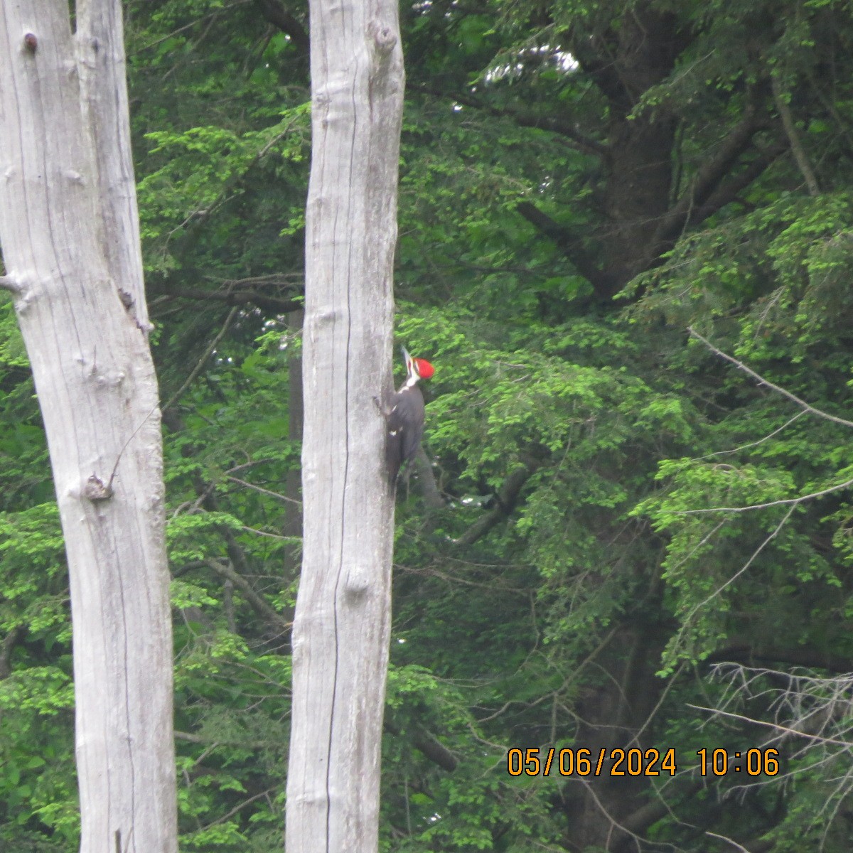 Pileated Woodpecker - ML620217918