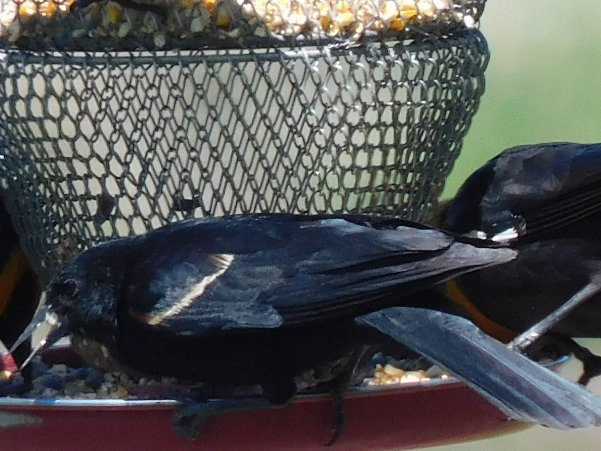 Tricolored Blackbird - ML620217921