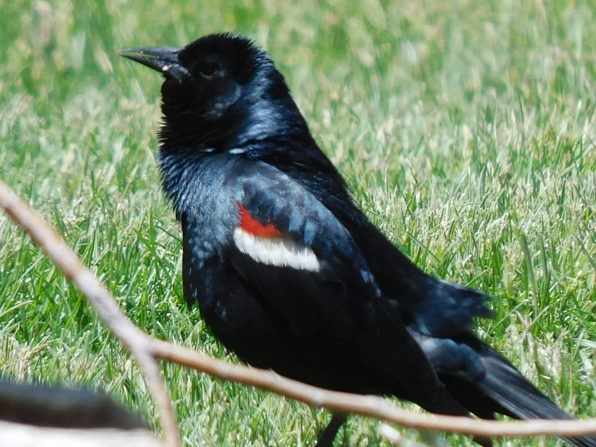 Tricolored Blackbird - ML620217922