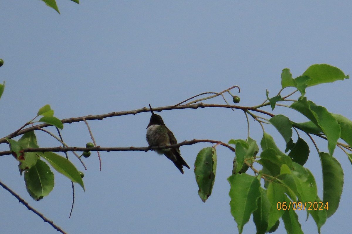 Ruby-throated Hummingbird - ML620217941