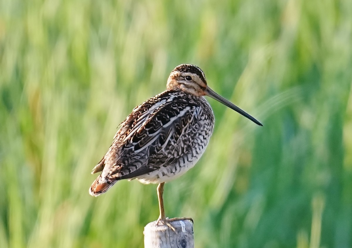 Common Snipe - ML620217944