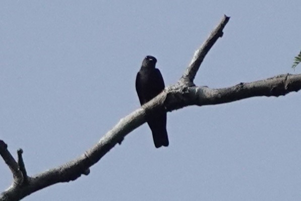 Square-tailed Sawwing - ML620217948