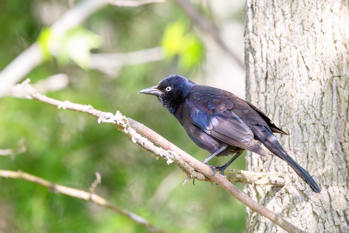 Common Grackle - ML620217950