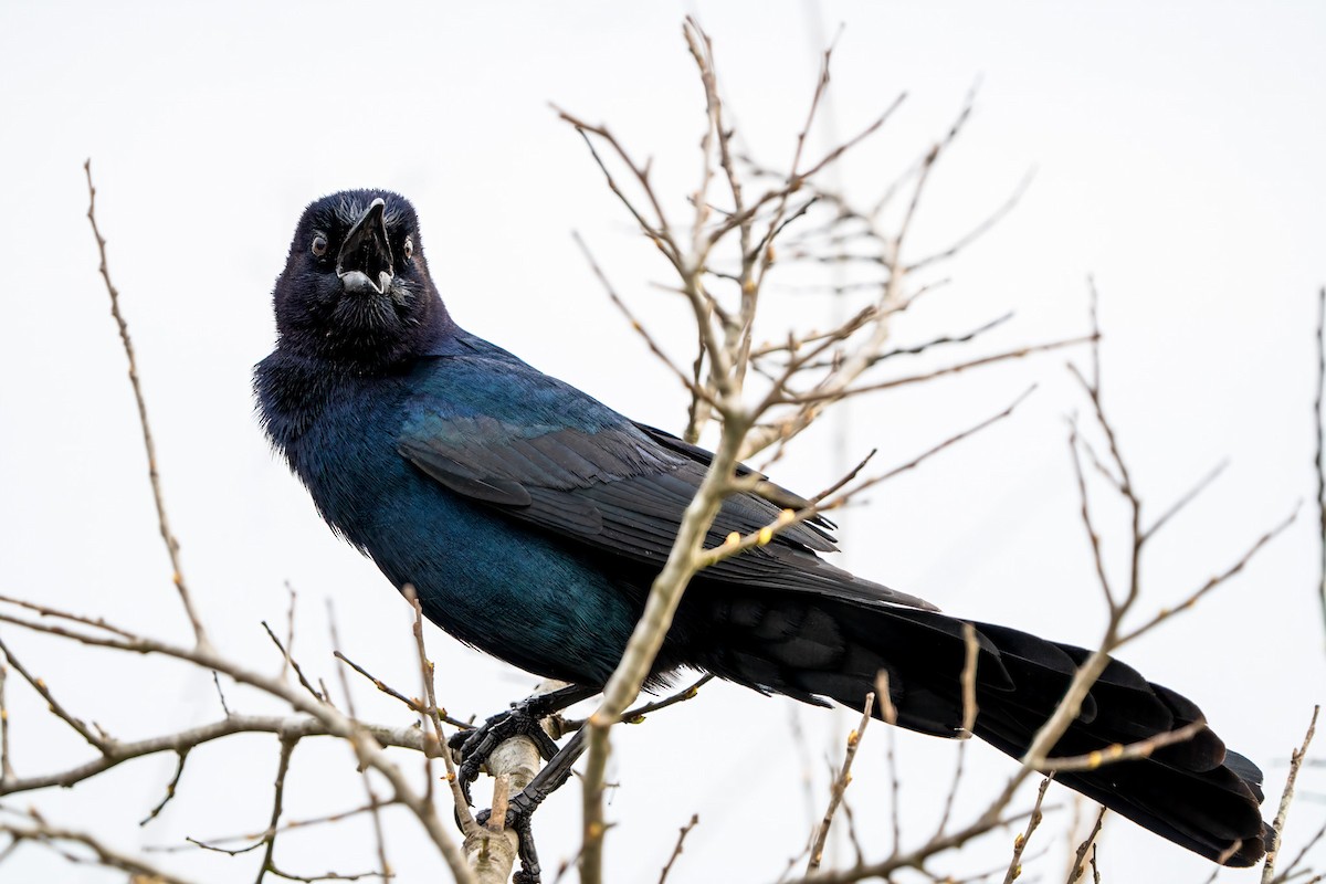 Boat-tailed Grackle - ML620217955