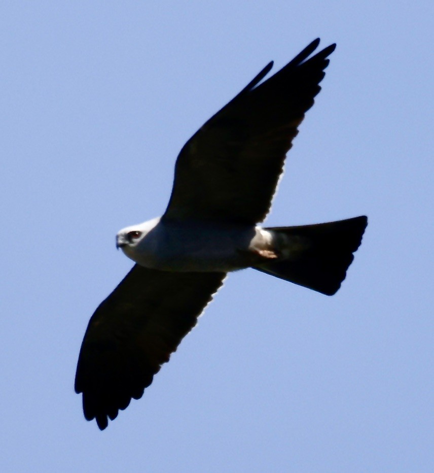 Mississippi Kite - ML620217976