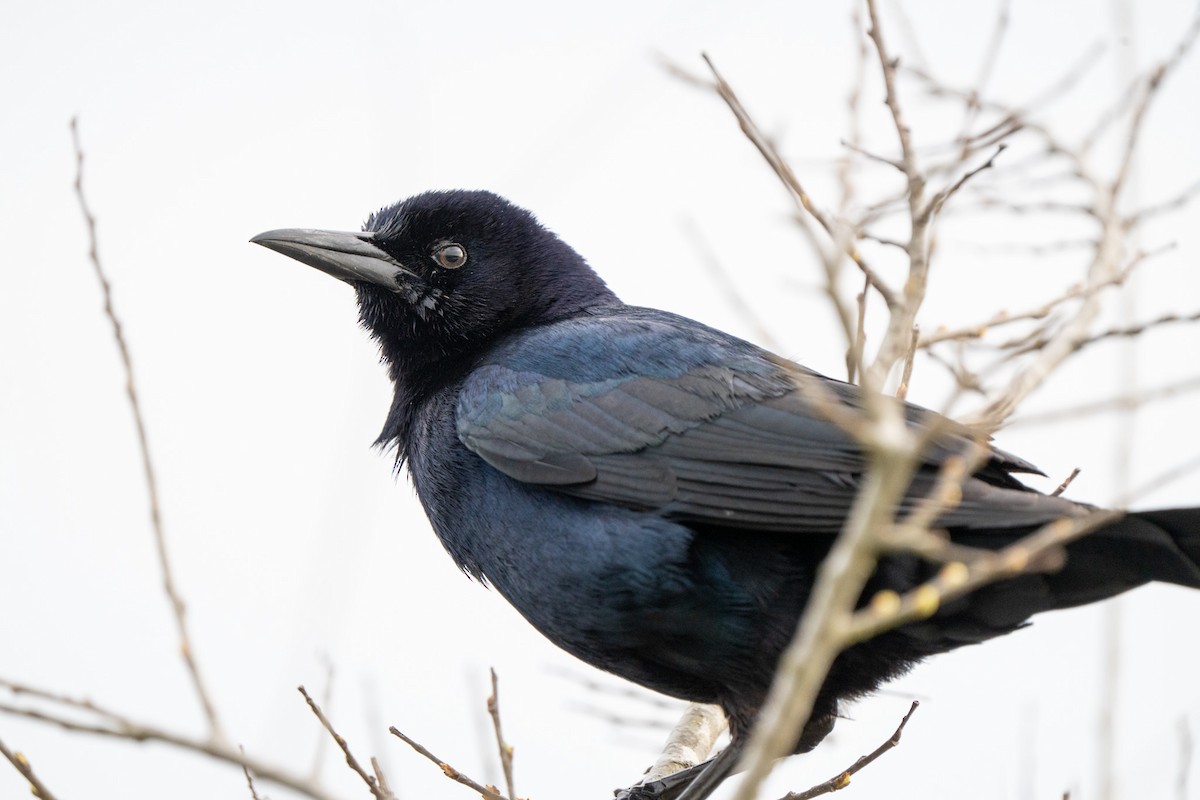 Boat-tailed Grackle - ML620217981