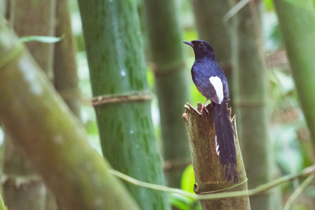 White-rumped Shama - ML620217989