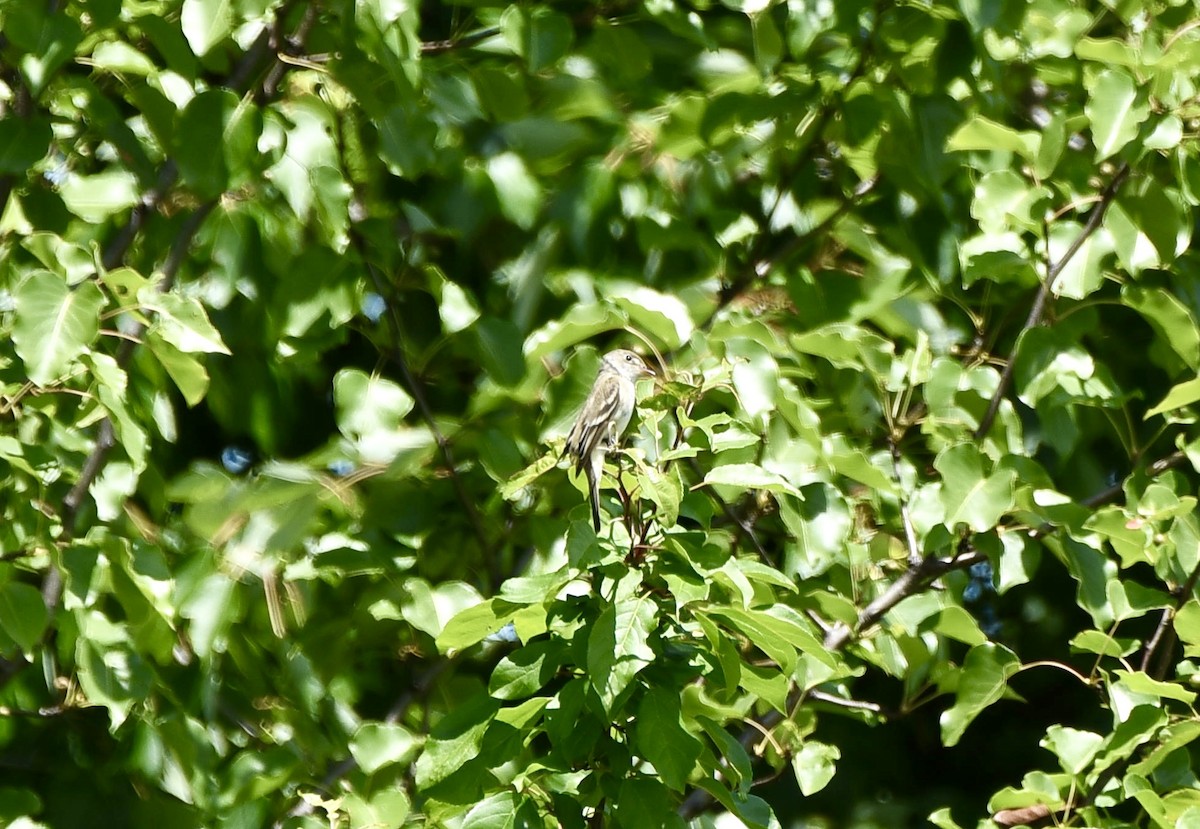 Willow Flycatcher - ML620217995