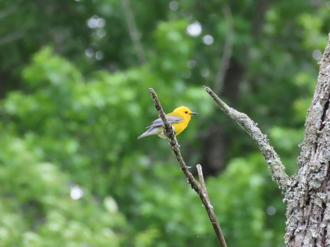 Prothonotary Warbler - ML620217997