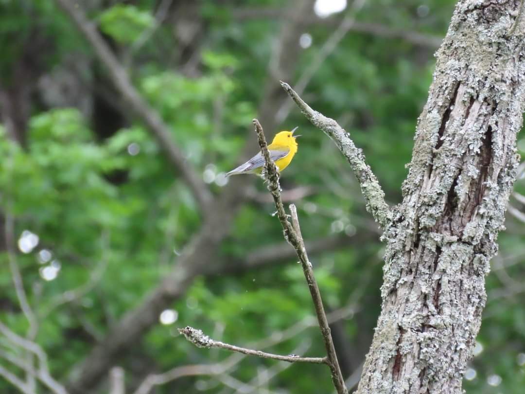 Prothonotary Warbler - ML620217998