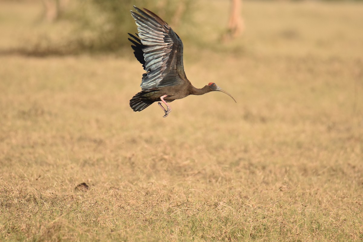 ibis bradavičnatý - ML620217999