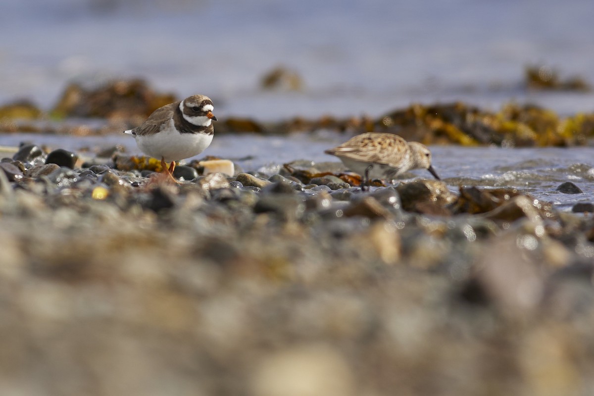 Common Ringed Plover - ML620218003