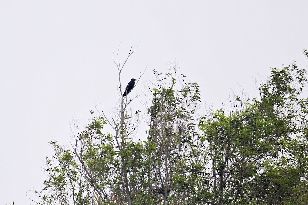 Large-billed Crow (Large-billed) - ML620218004