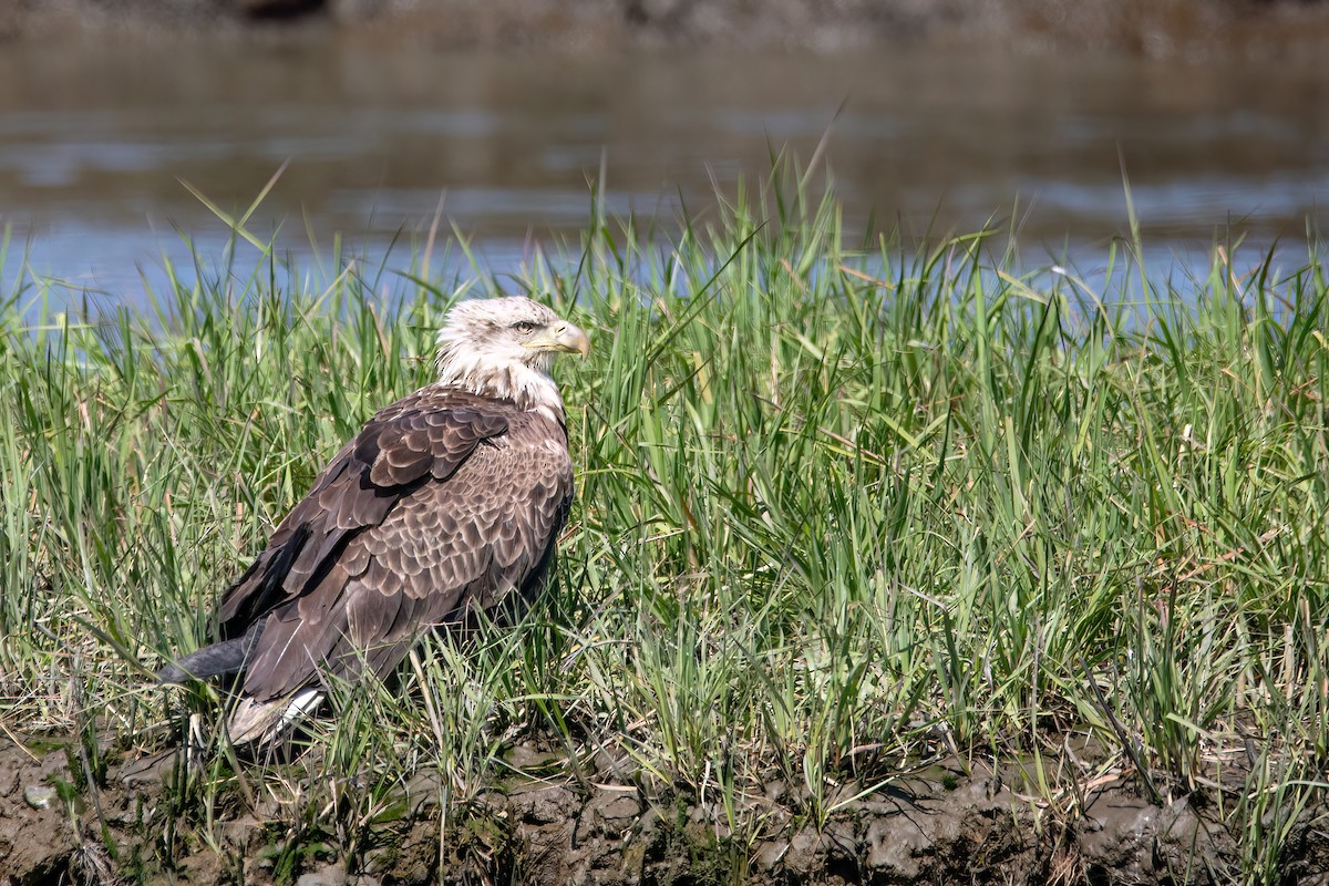 Bald Eagle - ML620218013