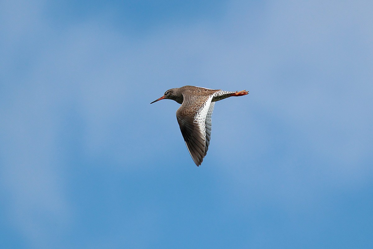 Common Redshank - ML620218016