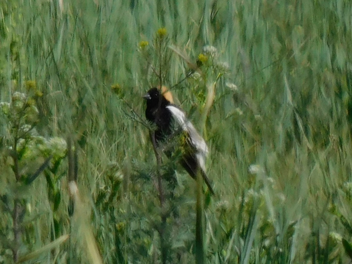 Bobolink - ML620218027