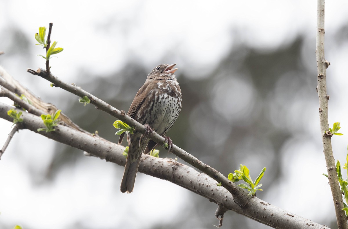 Fox Sparrow (Sooty) - ML620218038