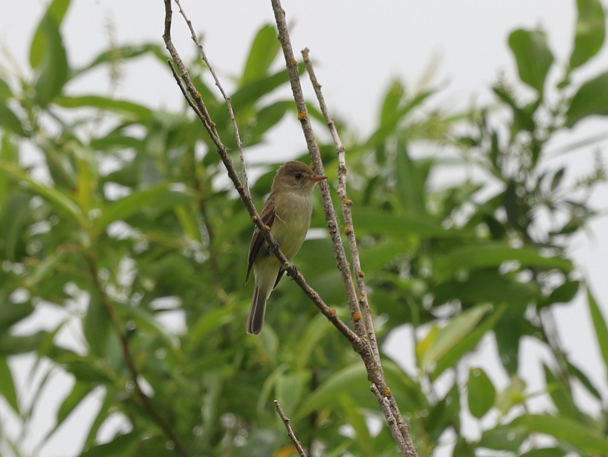 Willow Flycatcher - ML620218045