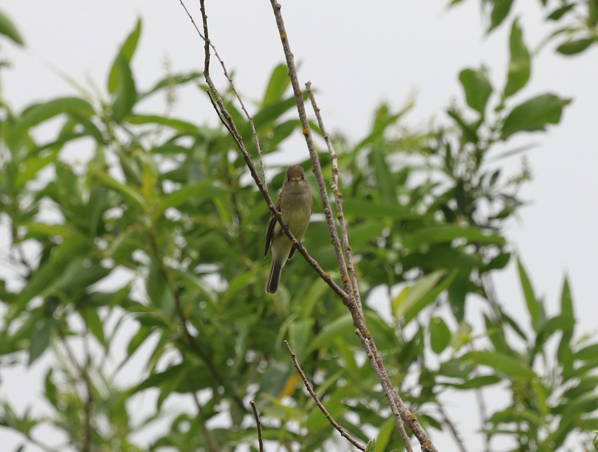 Willow Flycatcher - ML620218047