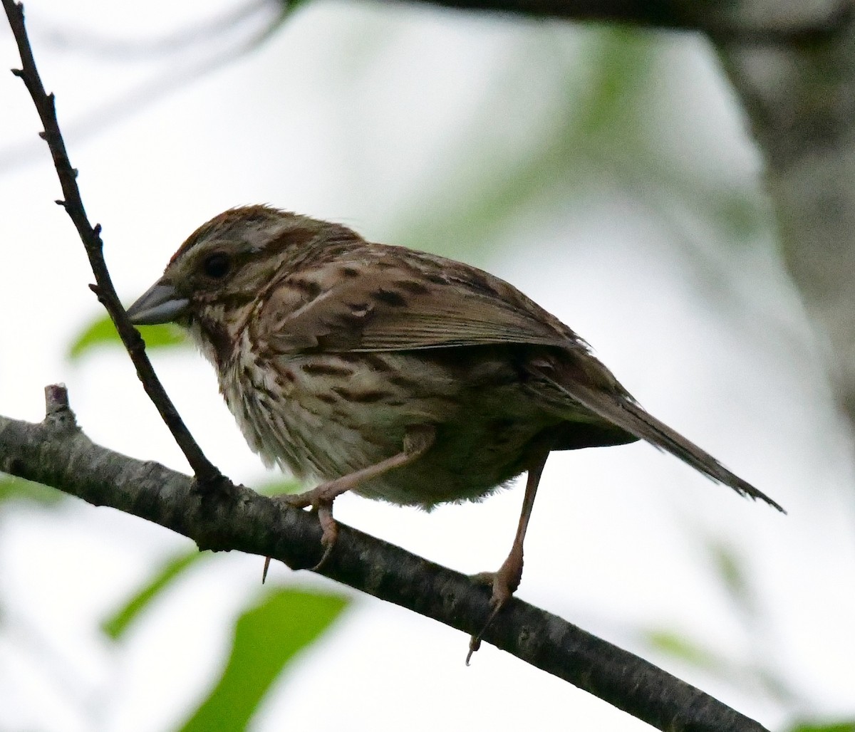 Song Sparrow - ML620218050