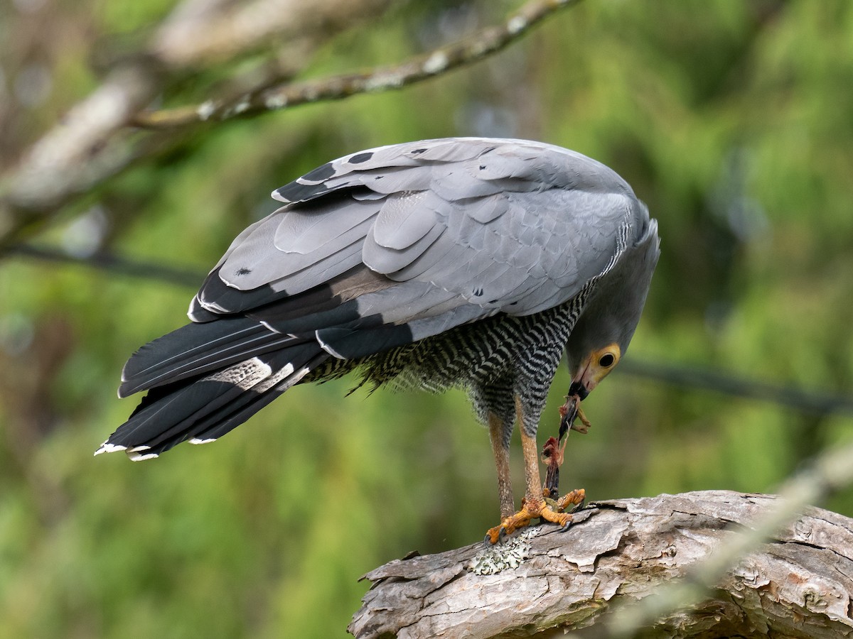 African Harrier-Hawk - ML620218053