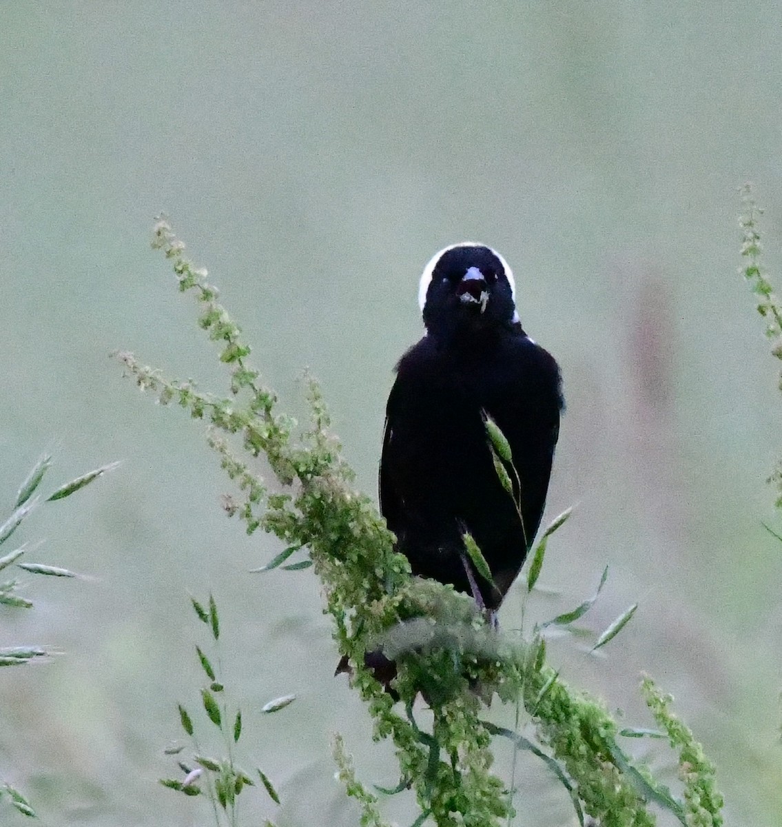 Bobolink - ML620218058