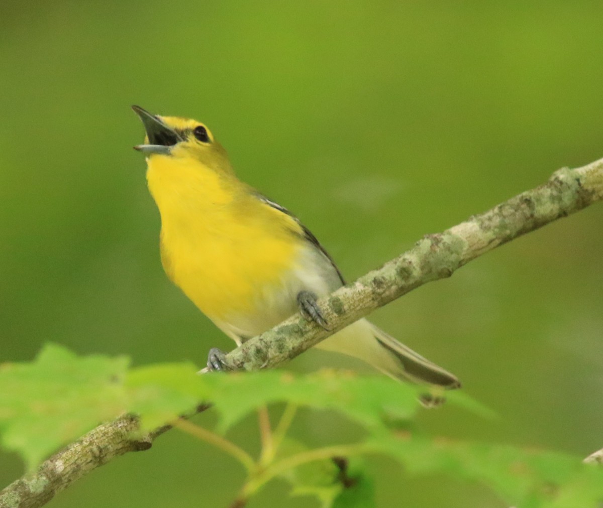 Yellow-throated Vireo - ML620218060