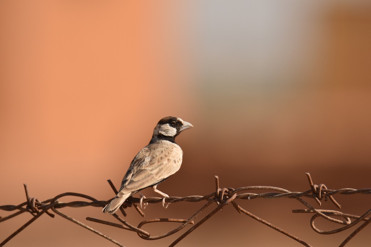 Black-crowned Sparrow-Lark - ML620218063