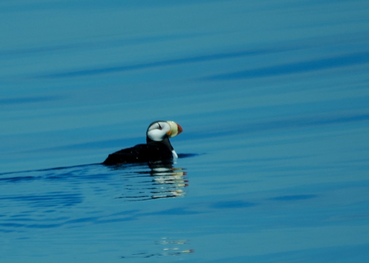 Horned Puffin - ML620218065