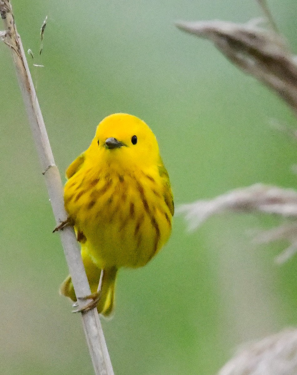 Yellow Warbler - ML620218072